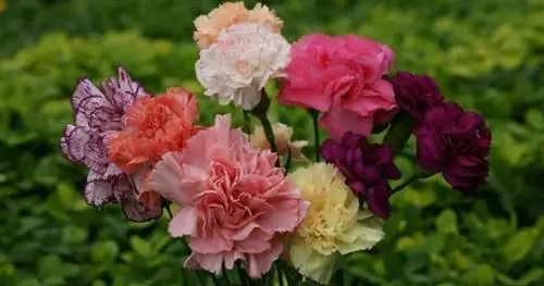 Гвоздики (Dianthus caryophyllus)