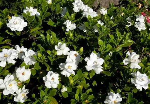 Гардении (Gardenia jasminoides)