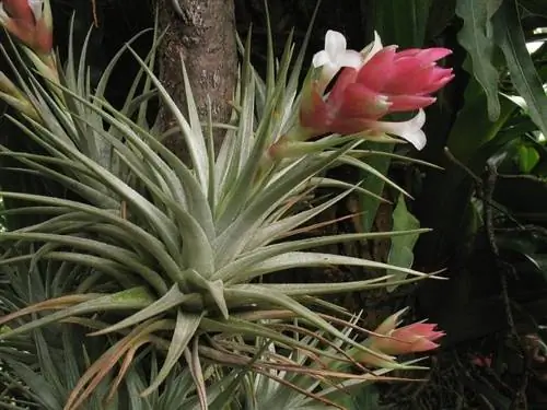 Тилландсия - растение, живущее в воздухе