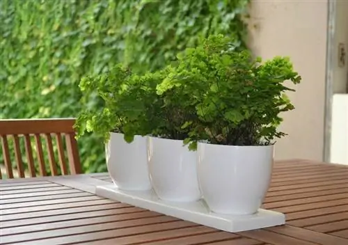 Горшечные растения