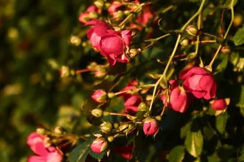 выбираем кусты роз 1 сорта