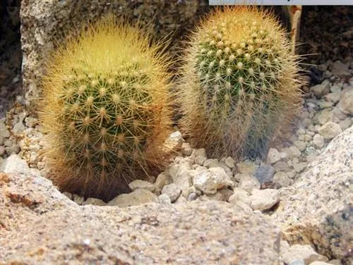 Образец Matucana haynei