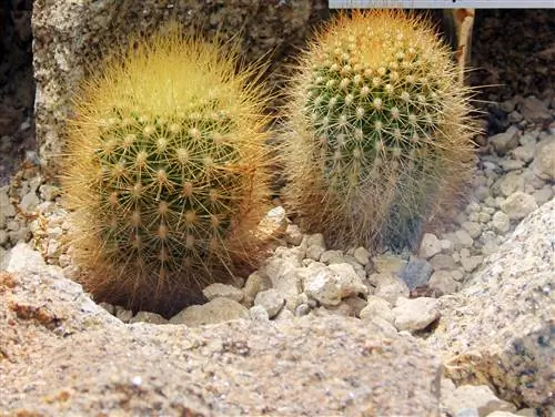 Матукана, очень любопытная коллекция кактусов