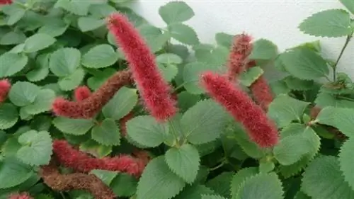 Цветущее растение Acalypha chamedrifolia