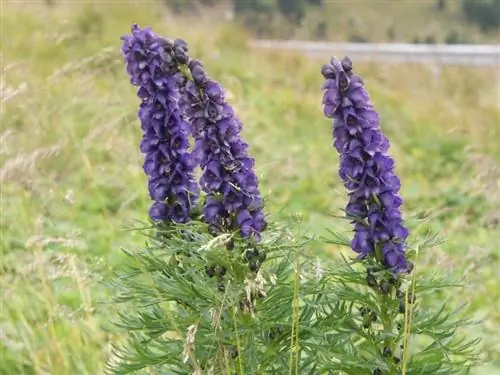 Вид на растение Aconitum napellus