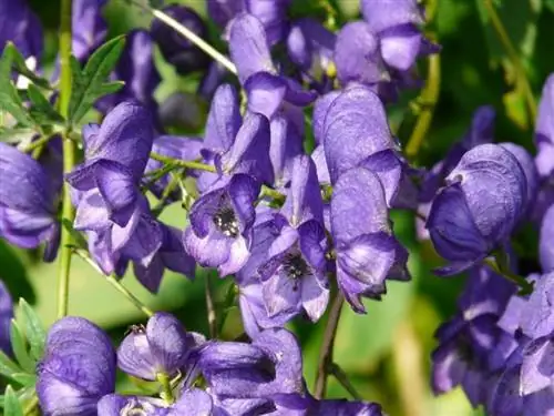 Aconitum napellus, растение с необыкновенными цветами
