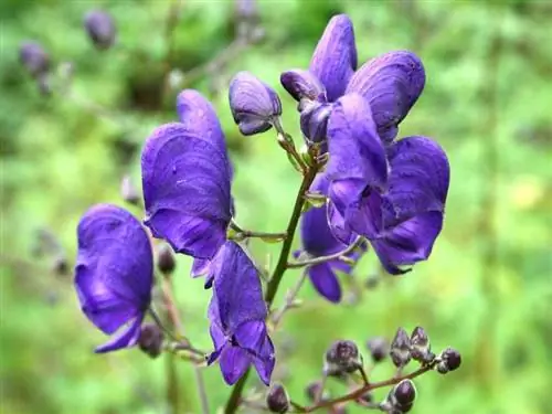 Красивые цветы Aconitum napellus