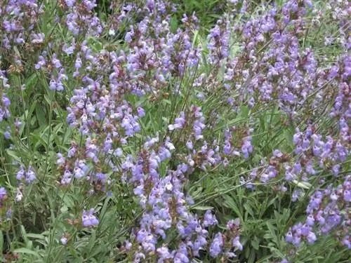 Полейте шалфей лекарственный, чтобы он зацвел