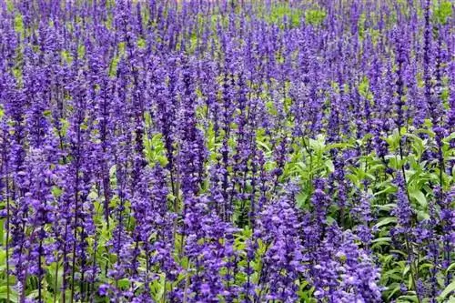 Обыкновенный шалфей в цвету