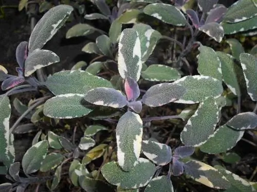 Образец Salvia officinalis 'Tricolor'