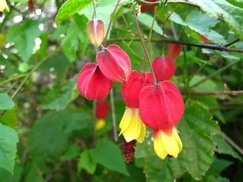Abutilon megapotamicum в цветке