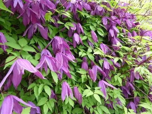 Образец Clematis alpina 'Tage Lundell''