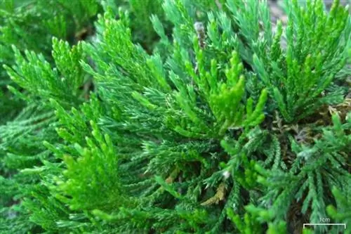 Деталь листьев можжевельника горизонтального