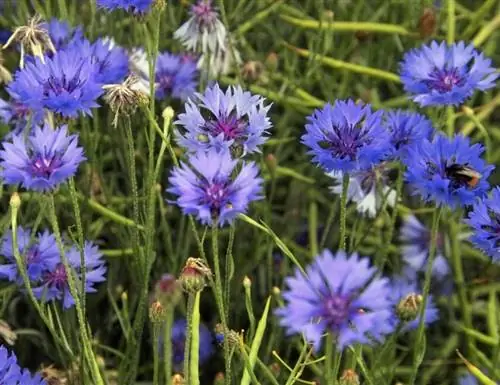 Centaurea cyanus, научное название василька.