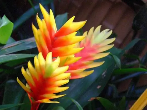 Образец Vriesea carinata