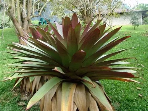 Образец Vriesea Imperialis