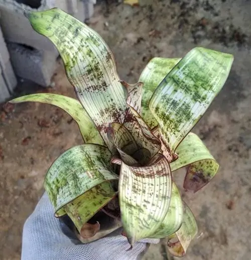 Образец Vriesea 'Red Chestnut'