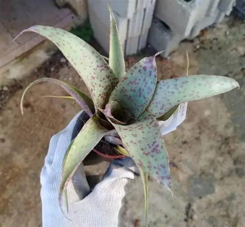 Образец Vriesea saundersii f. мини