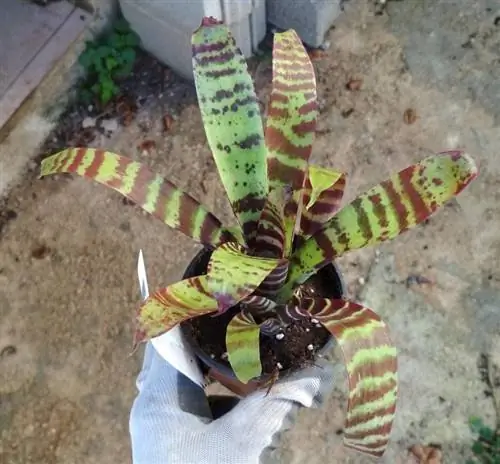 Образец Vriesea splendens