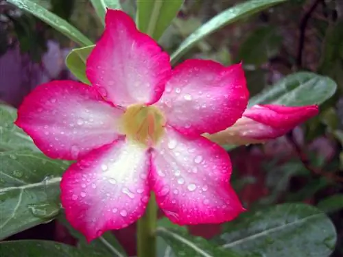 Как ухаживать за пустынной розой зимой