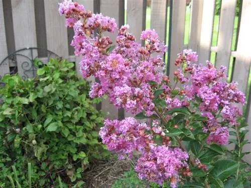 Вид на красивые цветы Lagerstroemia indica