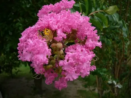Lagerstroemia indica, растение, которое легко найти в питомниках.