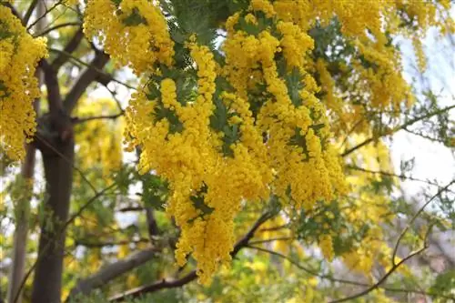 Acacia Dealbata, садовая мимоза
