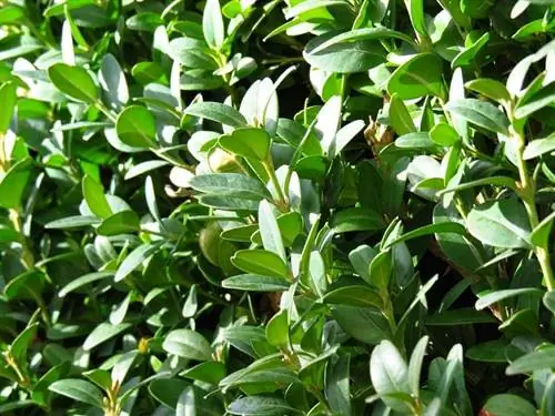 Buxus Sempervirens, небольшой кустарник для декоративного использования.