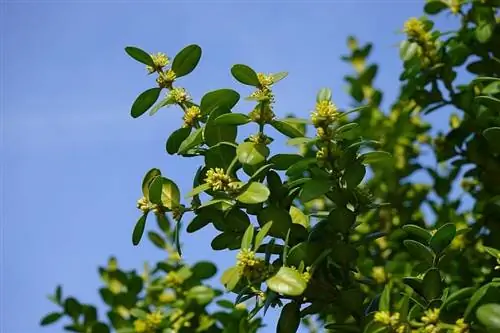 происхождение Buxus Sempervirens или самшита