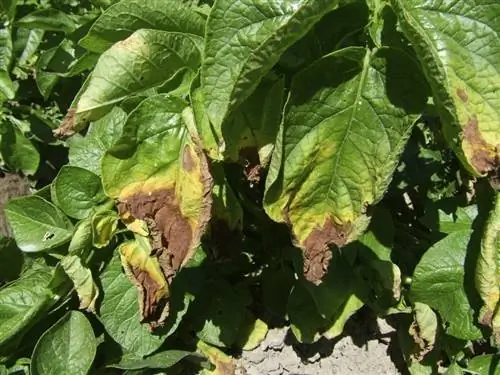ложная мучнистая роса картофеля