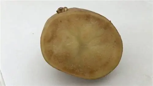 пораженный картофель