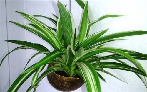 Chlorophytum comosum, ленточное растение