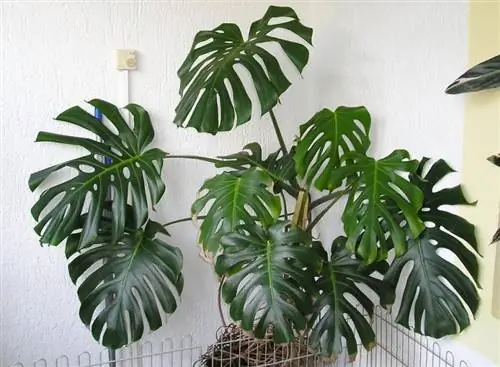 Monstera deliciosa, растение в горшке