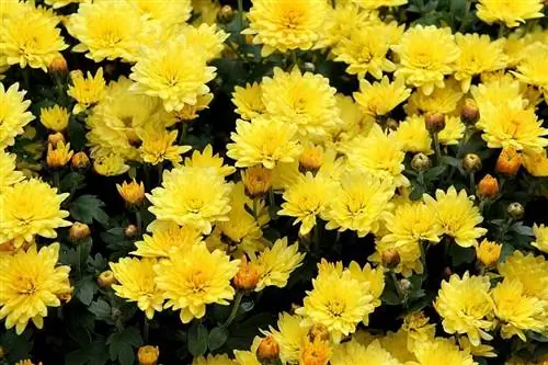 Характеристика желтой ромашки