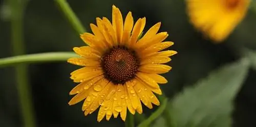 когда поливать желтые ромашки