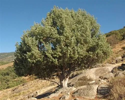Взрослый экземпляр Juniperus oxycedrus