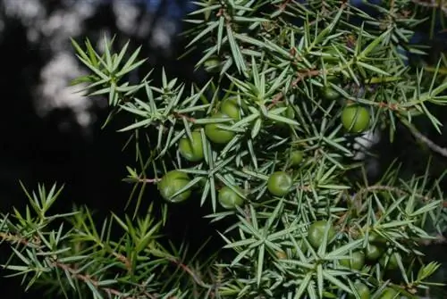 Вид на листья Juniperus oxycedrus