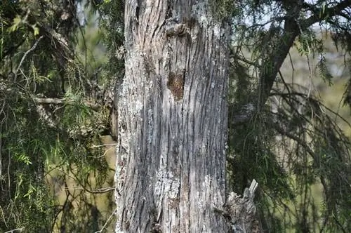 Драгоценное изображение ствола Juniperus oxycedrus