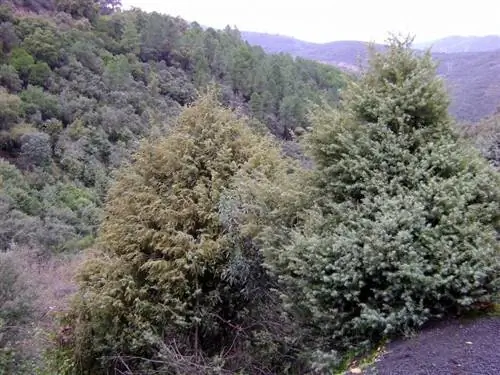 Juniperus oxycedrus обитает в гористой местности.