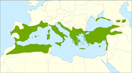 Распространение Juniperus oxycedrus