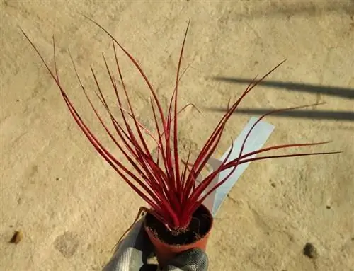 Образец неофитума 'Бургундский холм'