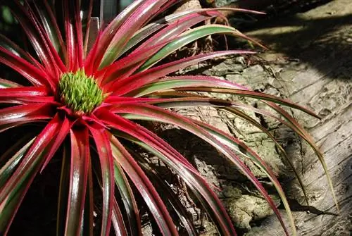 Неофитум, бромелия, которая лишит вас дара речи