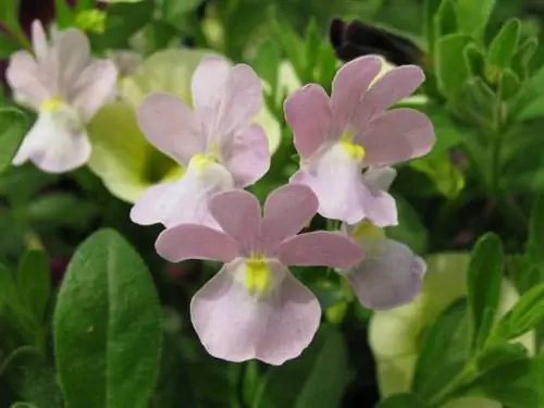 Образец Nemesia frutican 'Opal Innocence'