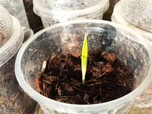 Сейте финики, как только соберете их, чтобы они скорее проросли