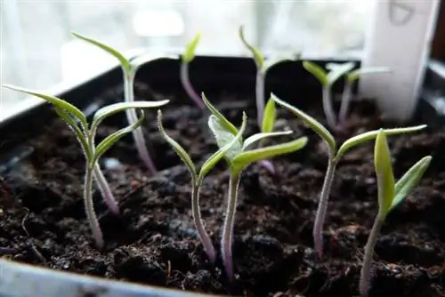 грядка томатов