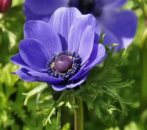 Ветреница луковичная для тенистых мест