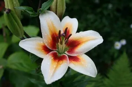 Lilium Tinos, луковичное растение, которому нужно мало света