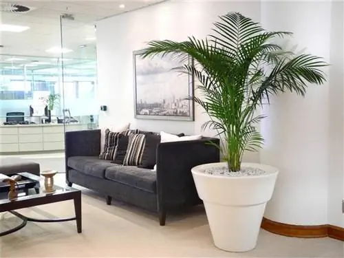 Дипсис в помещении