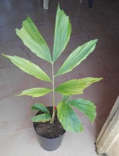 Кариота из моей коллекции.