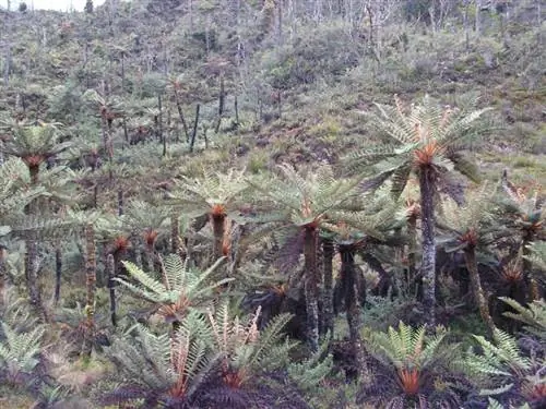 Cyathea tomentosissima в среде обитания